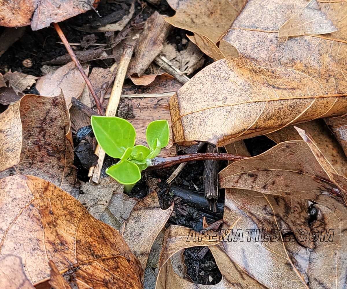 Pulizia nell’orto a fine autunno