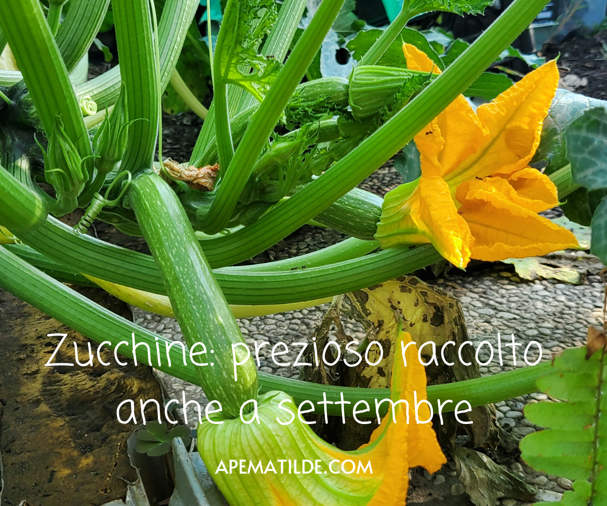 Coltivazione delle zucchine