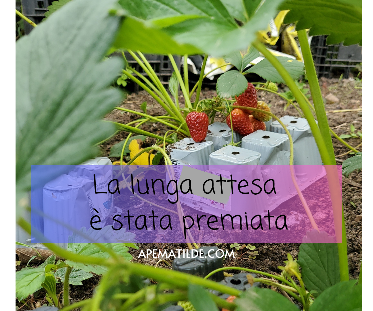 Le fragole nell’orto dei bambini